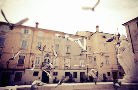 Flock Of Pgeons Flying In Piran, Sloveniaの写真素材