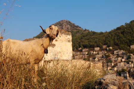 Goat In The Ruins Of Kayakoyの写真素材