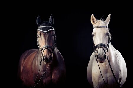 Horses On Black Background