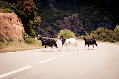 Goats Crossing The Streetの写真素材