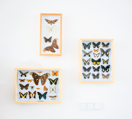 three cases with various butterflies hung up on a wall.の写真素材