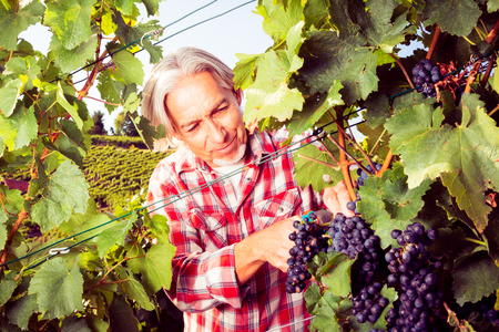 Winemaker Harvesting Grapesの写真素材
