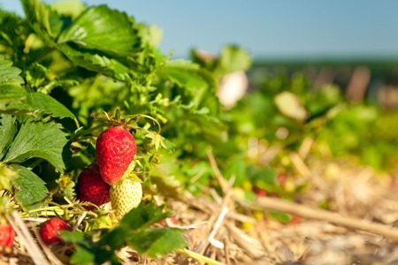 Strawberry Field