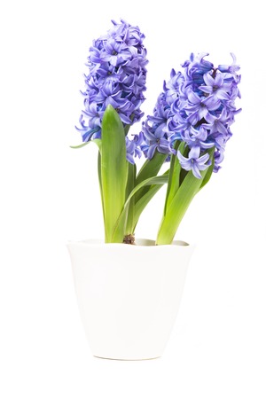 hyacinth on whiteの写真素材