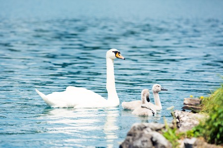 Swan With Chicksの写真素材