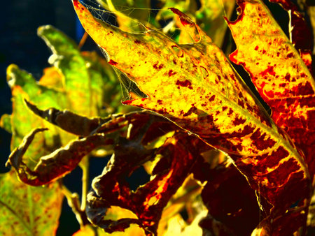 dry leaf with sun shine