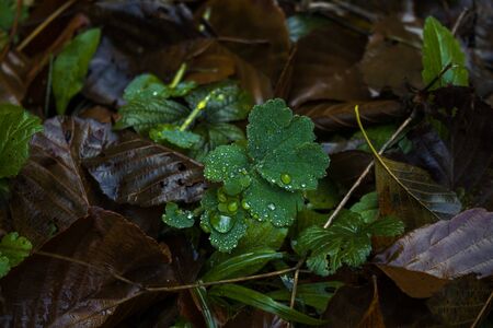 Dark Green Plant Droplets Background