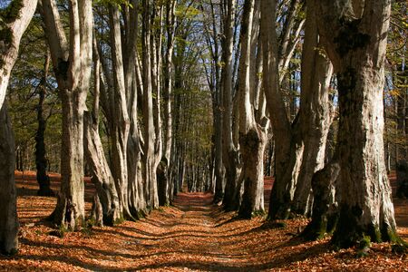 Way In the forest. Okatse kanyon in kutaisi, Georgia Treesの写真素材