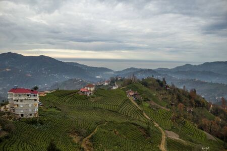 Amazing view at Tea Plantation Landscape Garden Rize Turkey House Green. Drone view