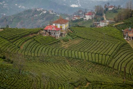 Amazing view at Tea Plantation Landscape Garden Rize Turkey House Green. Drone viewの写真素材