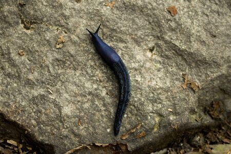 A black slug climb on a big stone. Arion ater, Arionidae, Eupulmonata with dark purple color.の写真素材
