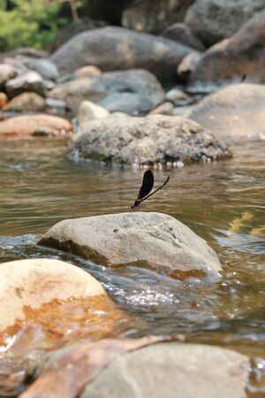 Dragonfly on the rockの写真素材