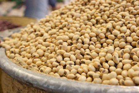 Thai soybean 1の写真素材