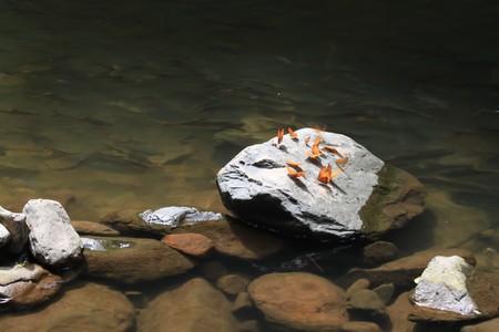 butterfly on stoneの写真素材