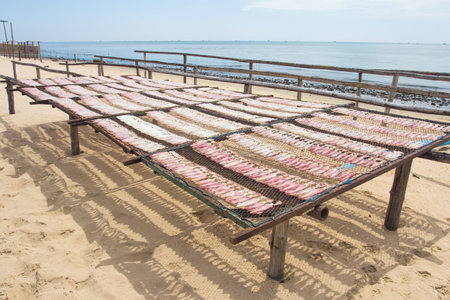 dried squids on nylonの写真素材