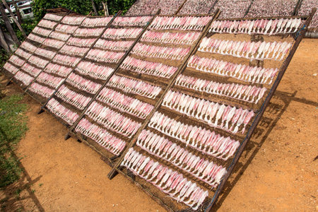 dried squids on nylon formの写真素材