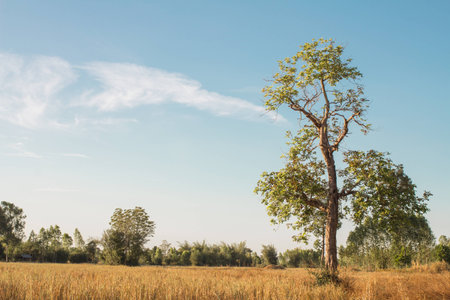 Landscape view farm after harvest with alone tree