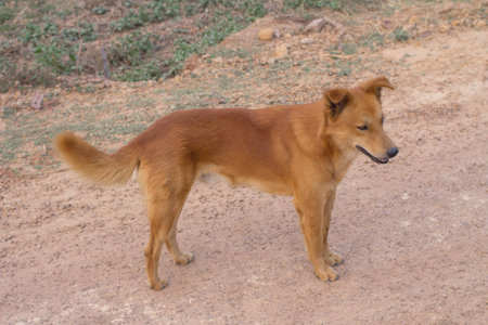 dog stand on soilの写真素材