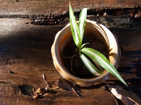 a plant in a potの写真素材