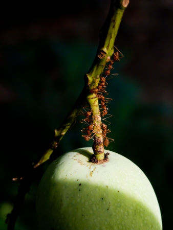 Ant Workingの写真素材