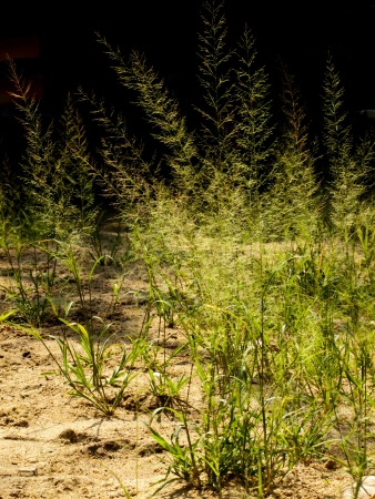 grass on the sandの写真素材