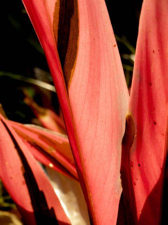 vivid leaf backgroundの写真素材