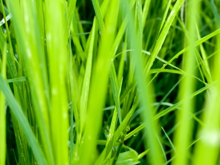 grass backgroundの写真素材