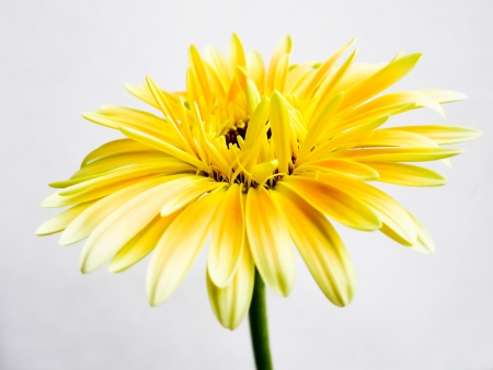 lovely yellow daisy gerberaの写真素材