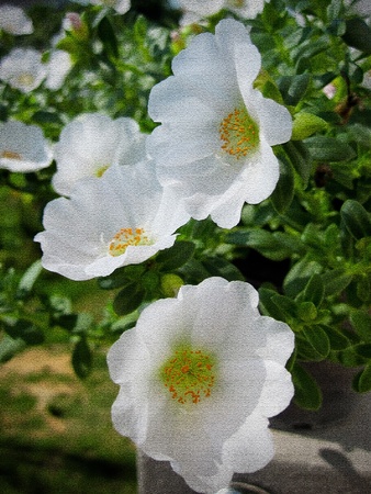 White flower の写真素材