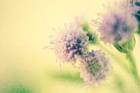 weed flowers in vintage color style on mulberry paper texture for backgroundの写真素材