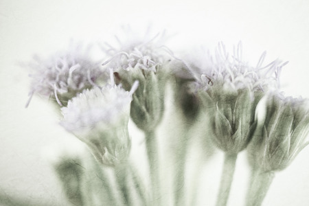 weed flowers in vintage color style on mulberry paper texture for background