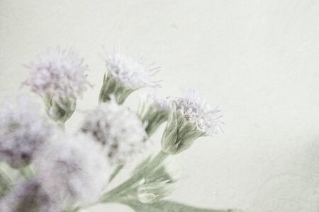 weed flowers in vintage color style on mulberry paper texture for backgroundの写真素材