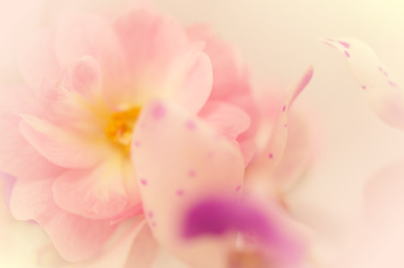 sweet color roses and orchid in soft color and blur style for backgroundの写真素材