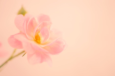 sweet color roses and orchid in soft color and blur style for backgroundの写真素材