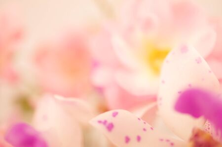 sweet color roses and orchid in soft color and blur style for backgroundの写真素材