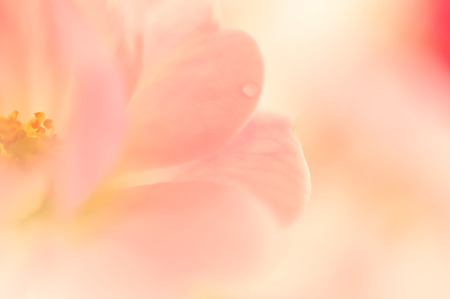 sweet color roses and orchid in soft color and blur style for backgroundの写真素材