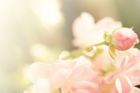 sweet color roses in soft color and blur styleの写真素材