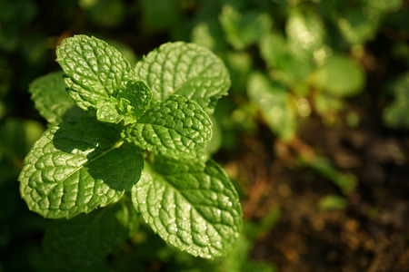 Kitchen Mint, Marsh Mint in vegetable gardenの写真素材