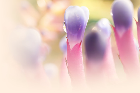 Aechmea gamosepala flowers in soft and blur styleの写真素材