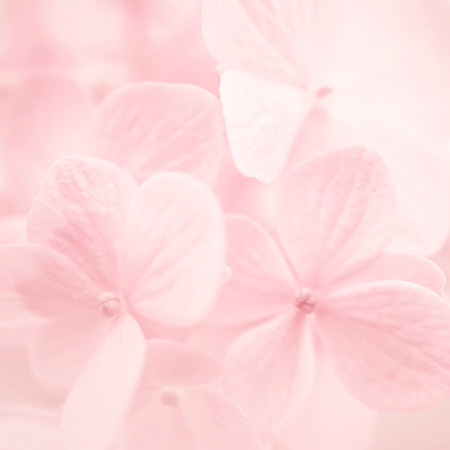 sweet color hydrangeas in soft and blur style for backgroundの写真素材