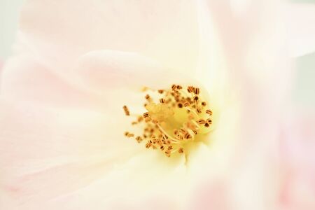 sweet color rose and hydrangeas in soft color and blur style for background