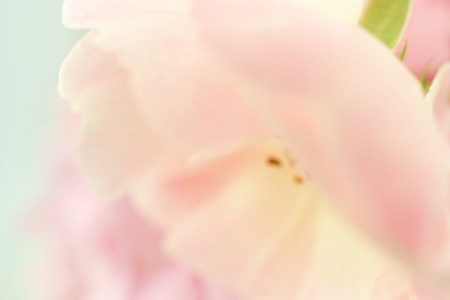 sweet color rose and hydrangeas in soft color and blur style for background
