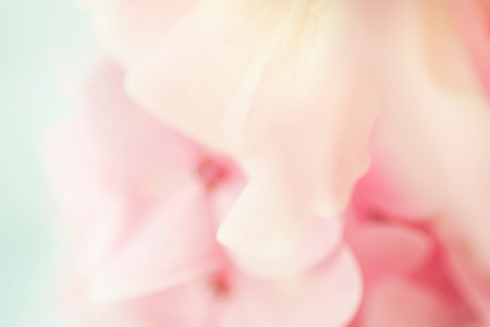 sweet color rose and hydrangeas in soft color and blur style for background