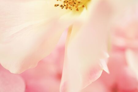 sweet color rose and hydrangeas in soft color and blur style for backgroundの写真素材