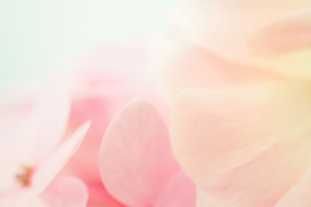 sweet color rose and hydrangeas in soft color and blur style for backgroundの写真素材