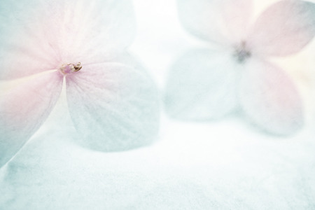 vintage color hydrangeas on mulberry paper texture for backgroundの写真素材