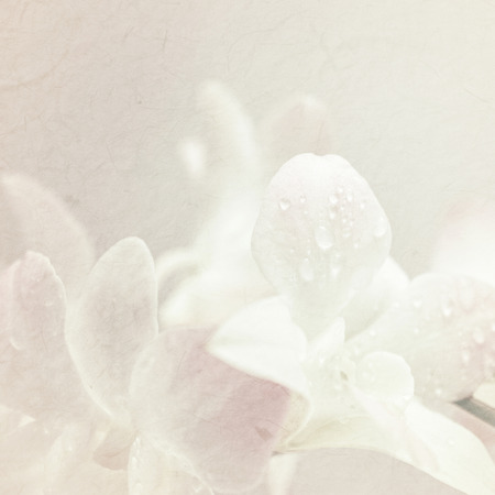 sweet orchids on mulberry paper texture for backgroundの写真素材