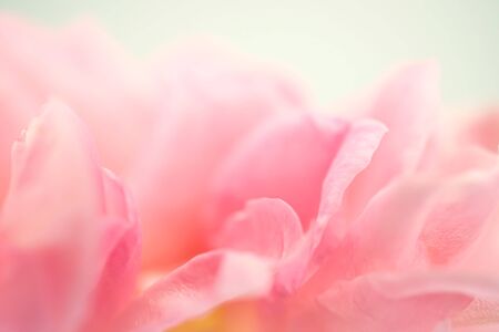 Sweet roses in soft color style for backgroundの写真素材