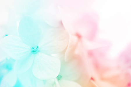 colorful flowers background, fresh summer in soft styleの写真素材