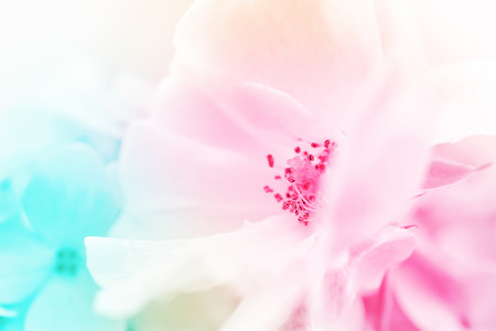 colorful flowers in soft color and blur style for backgroundの写真素材